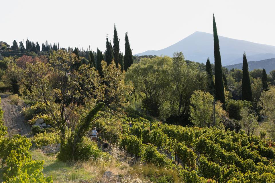Mont-Ventoux