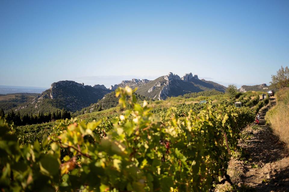 Domaine Saint Amant