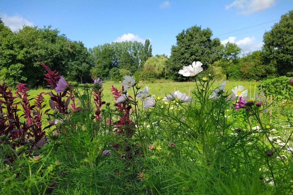 Fleurs champêtres