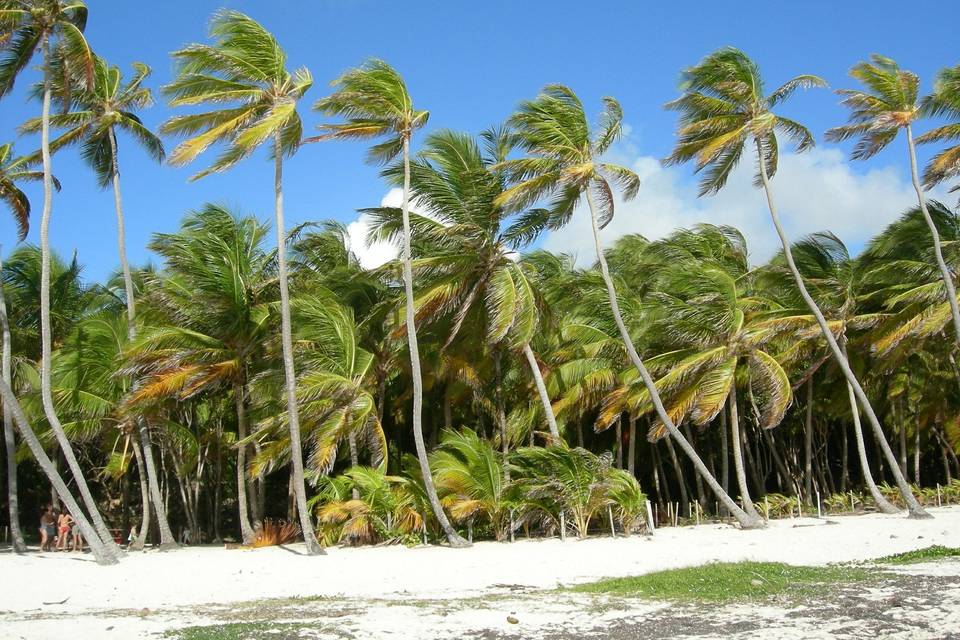 Cocotiers et plage de rêve