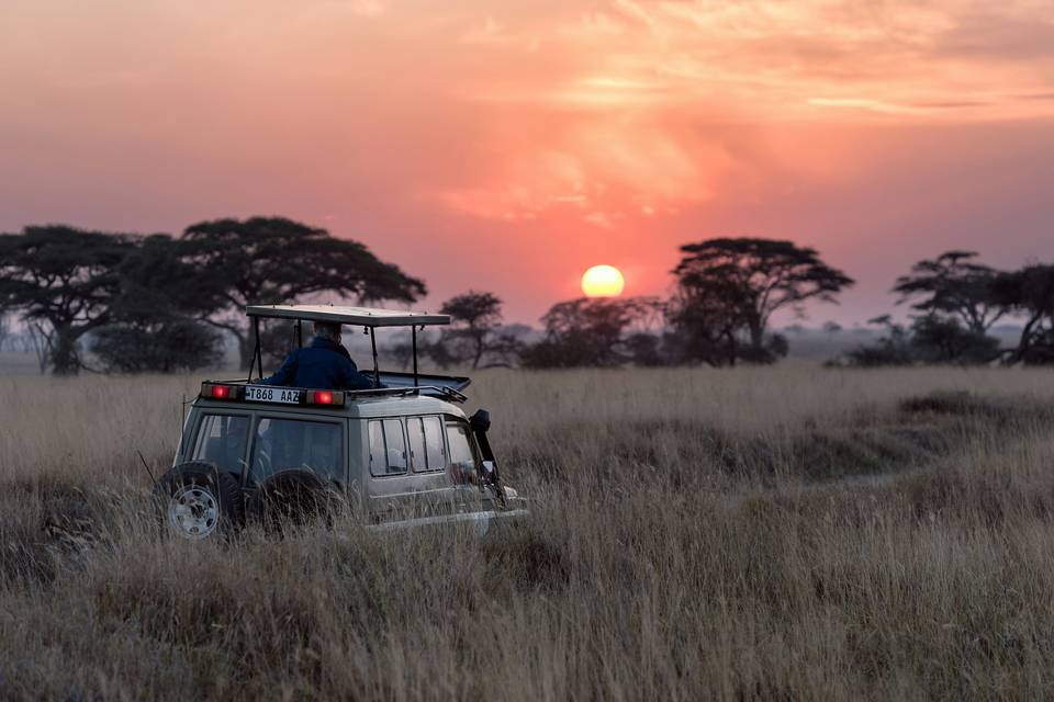 Safari en Tanzanie