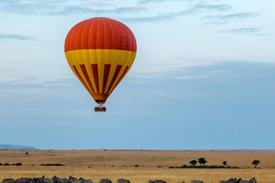 Kenya, vol en montgofière