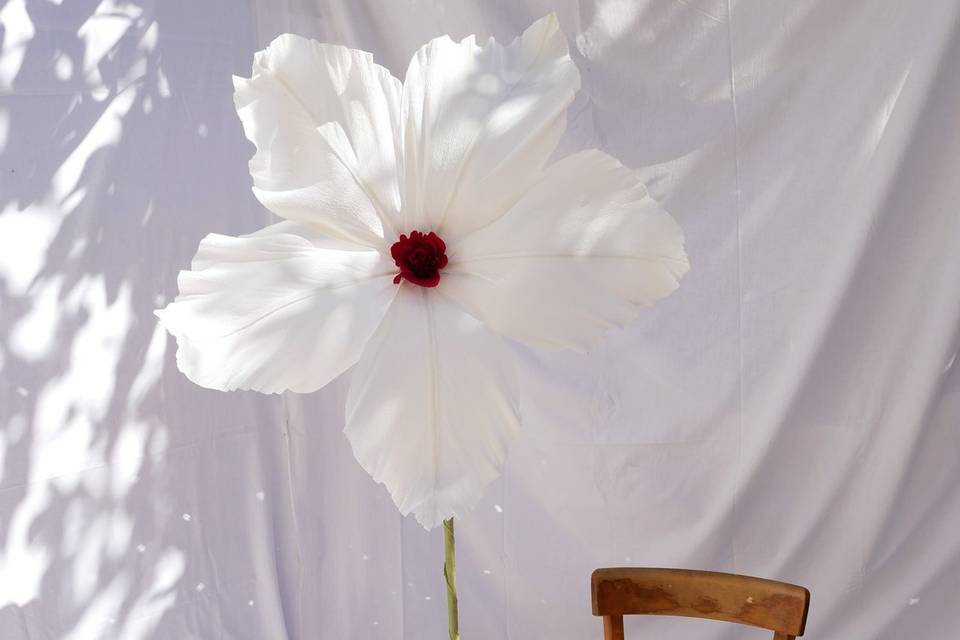 Hibiscus blanc géant