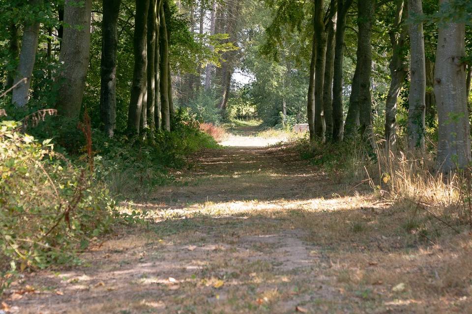 Allée forestière
