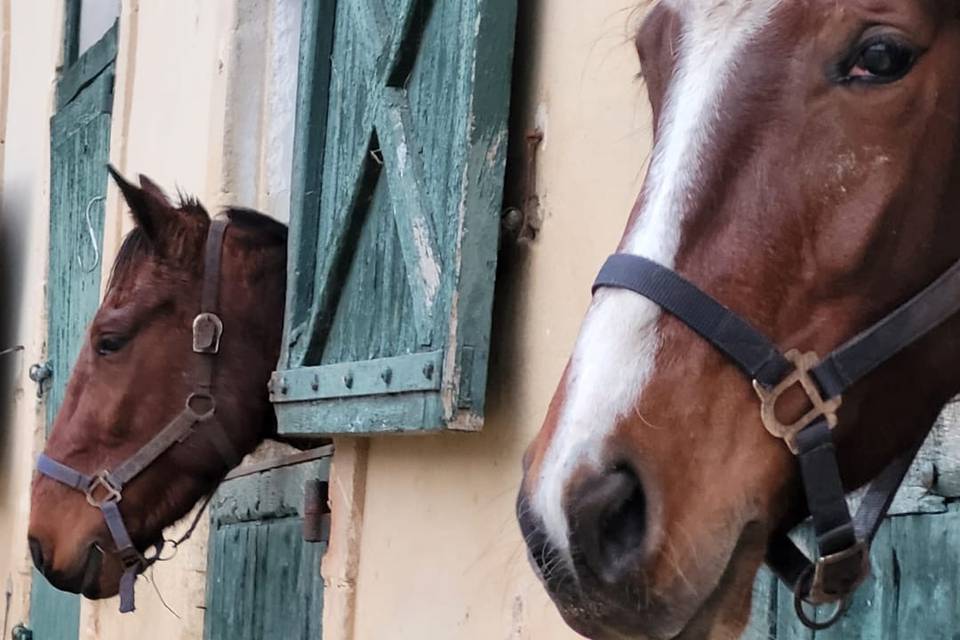Le Haras