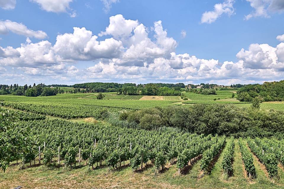 Les vignes du domaine