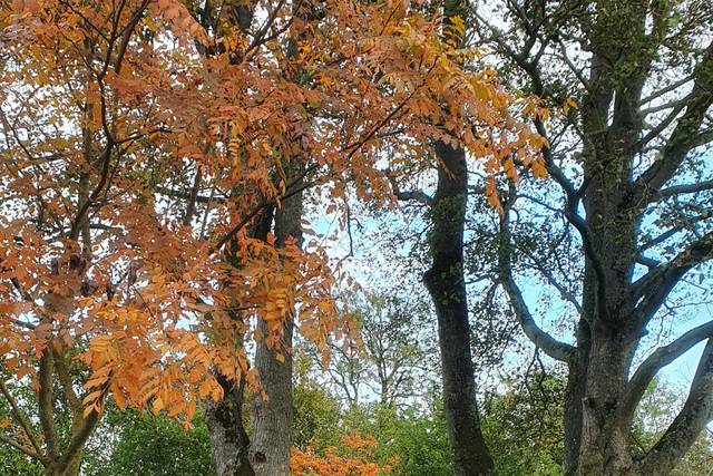 Automne dans le parc
