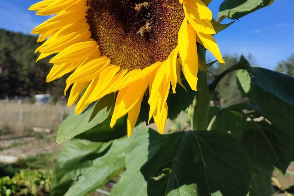 Au plus proche de la nature