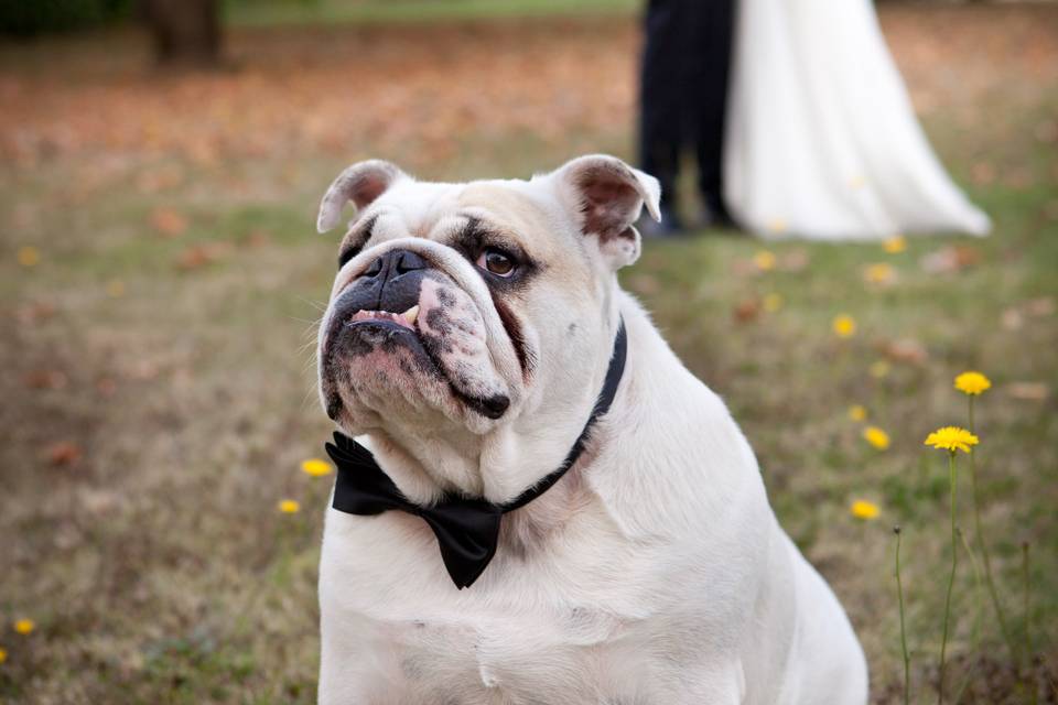 Bouledogue et mariés