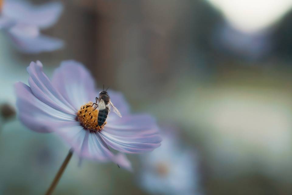 Une abeille qui passe