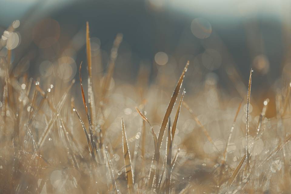 La rosée du matin