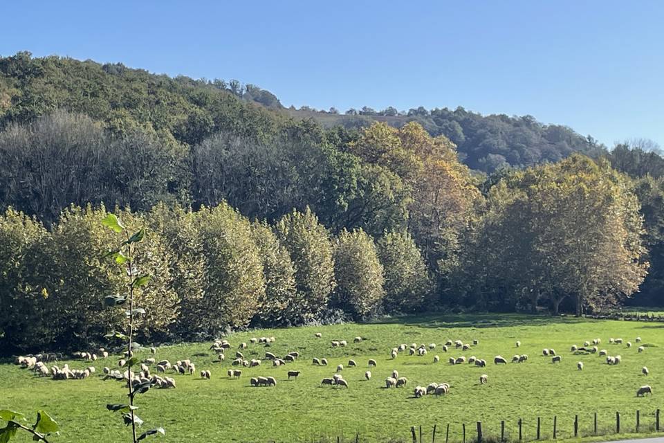 Entourée de champs