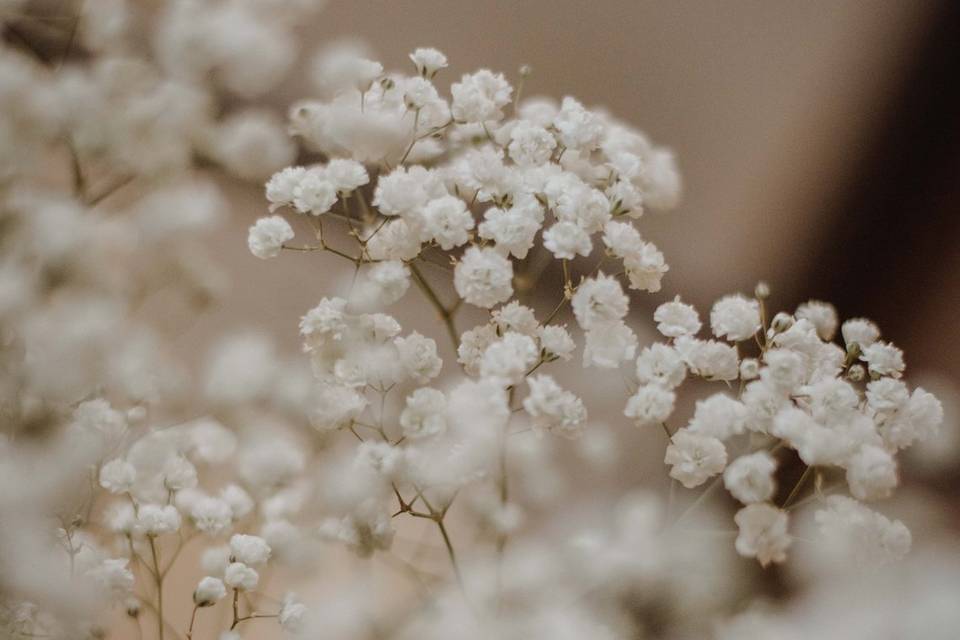 Gypsophilas