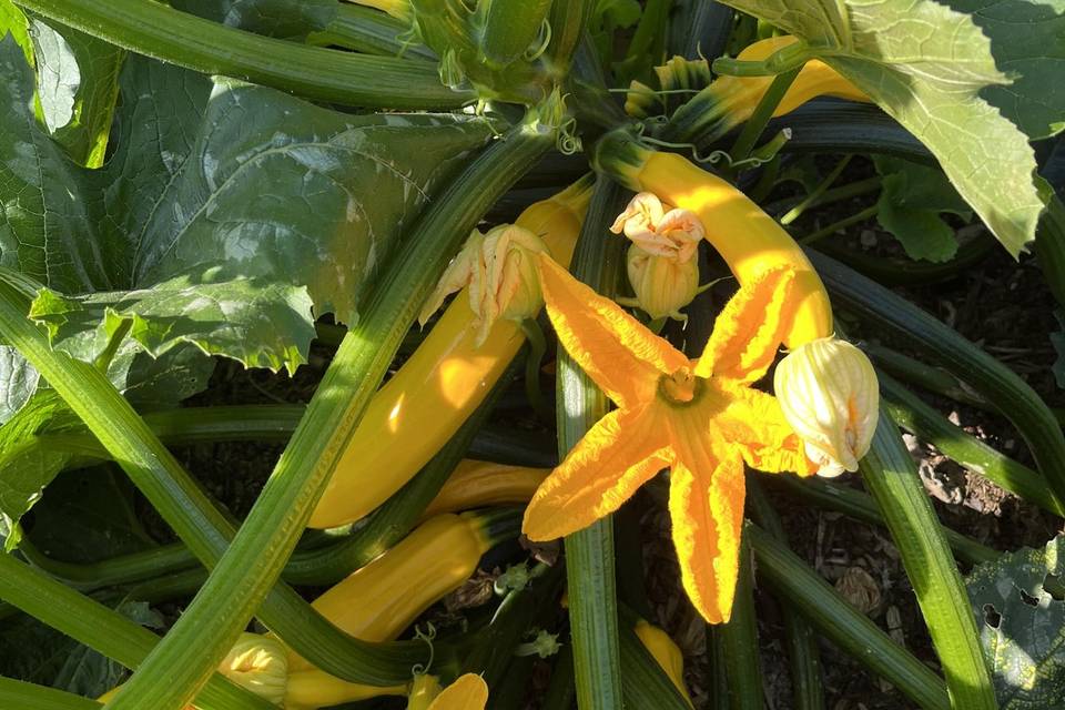 Courgettes du jardin