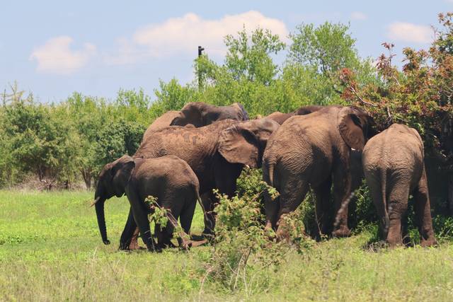 Wildlife Safari by Meggan