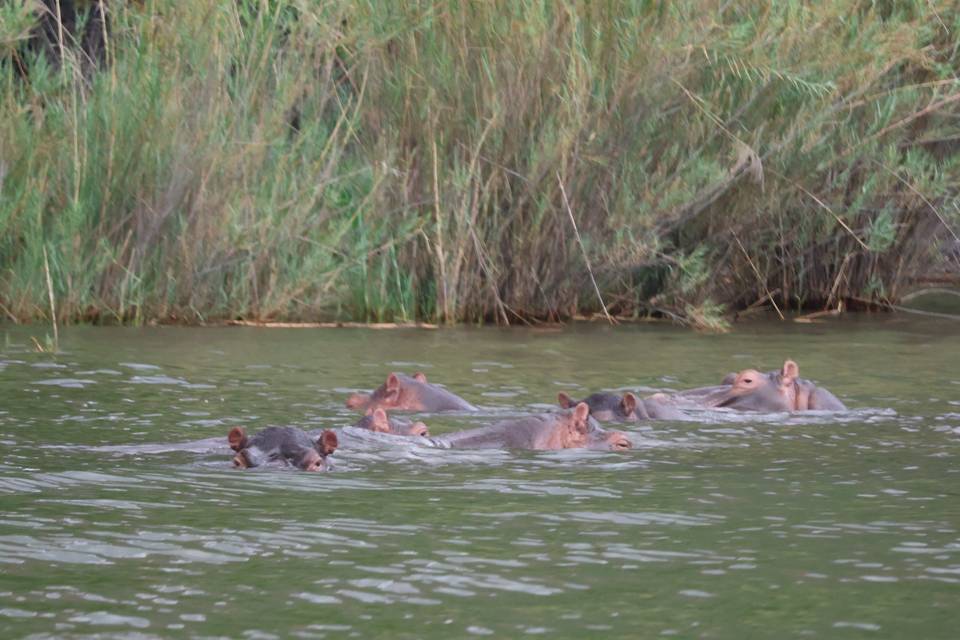 Hippopotames dans le Canyon