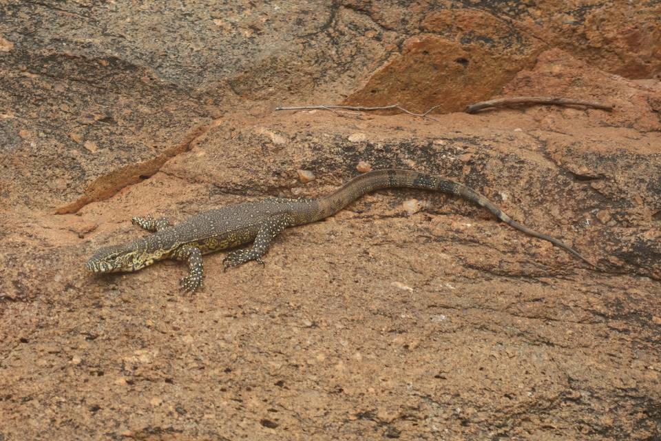 Varan du Nil