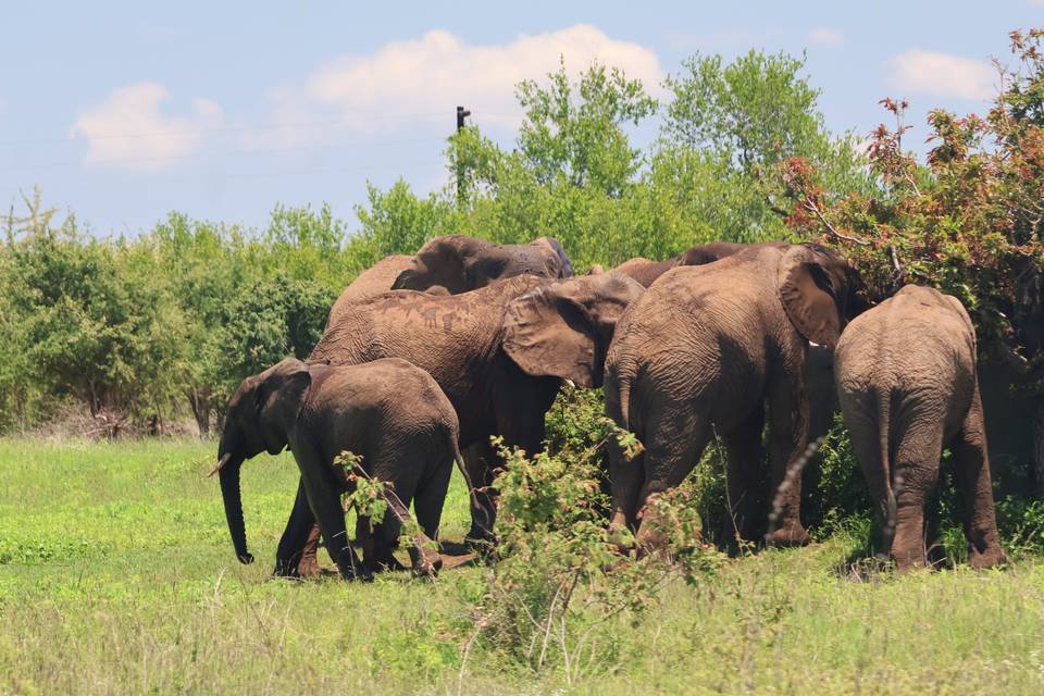 Wildlife Safari by Meggan