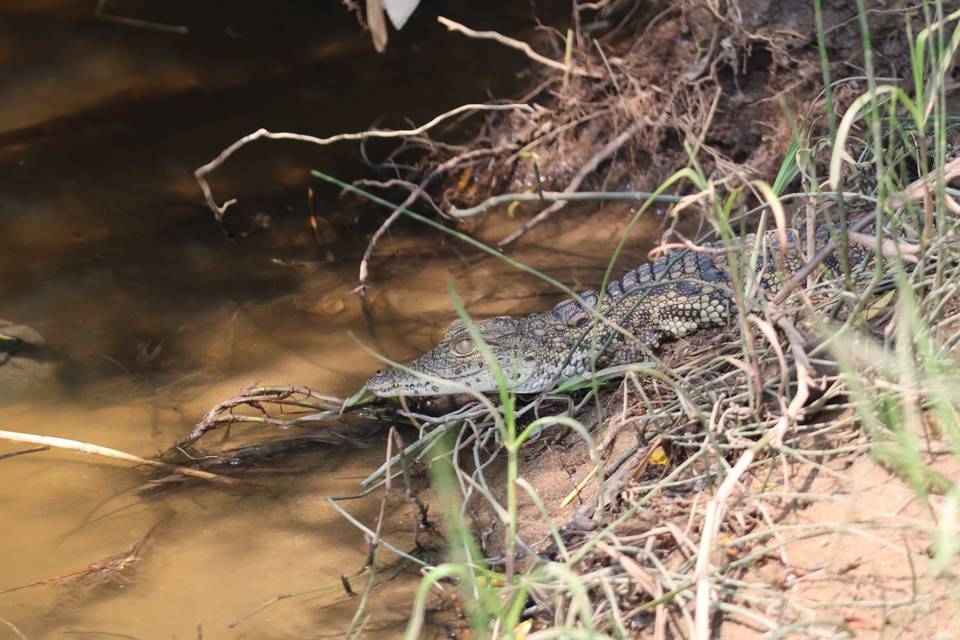 Bébé crocodile