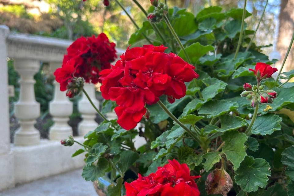 Fleurs du Parc romantique