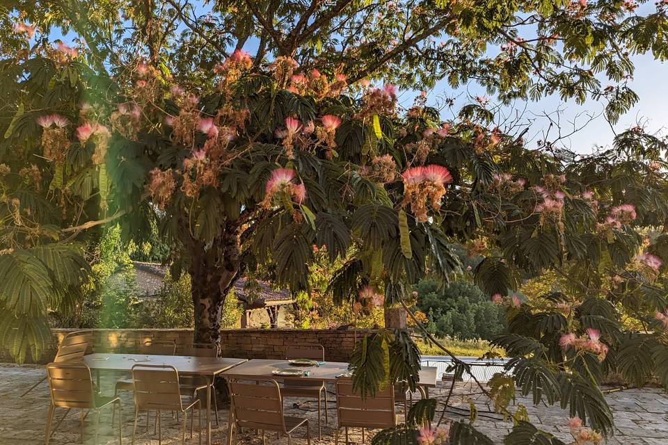 Albizia en fleurs