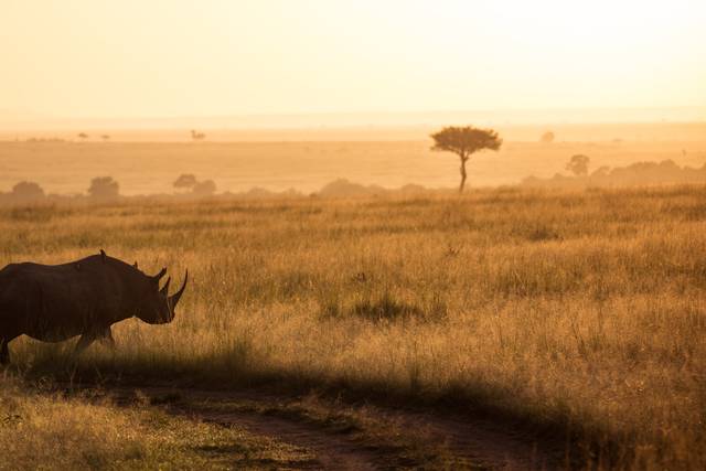 Safari