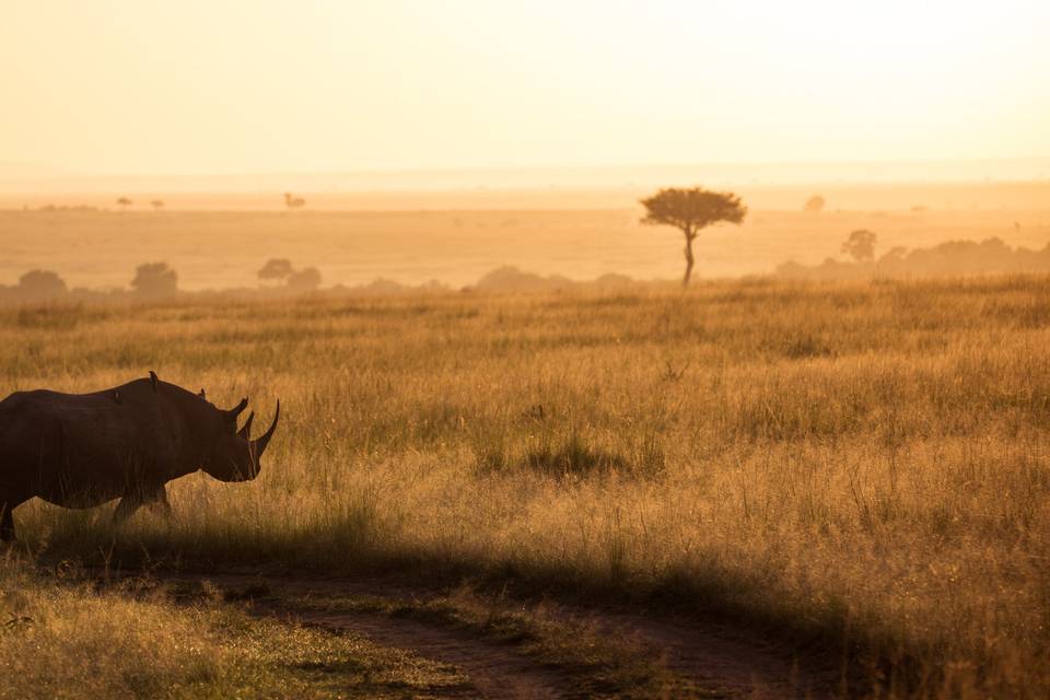 Safari