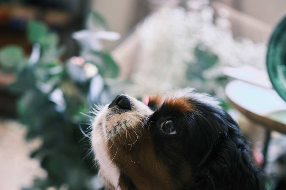 Regard canin