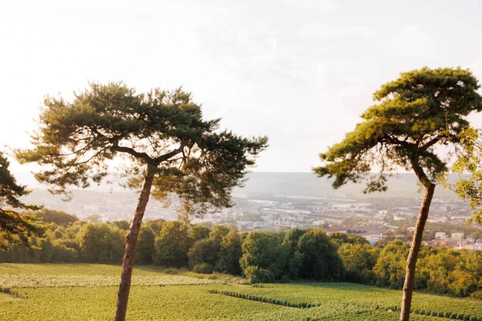 Séance couple dans les vignes