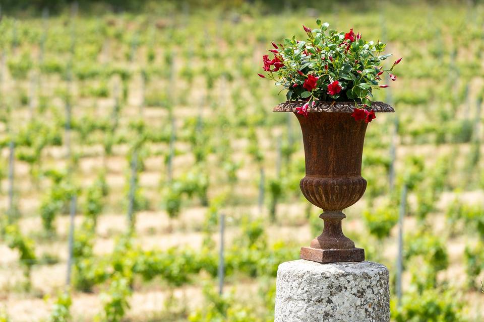 Nos vignes