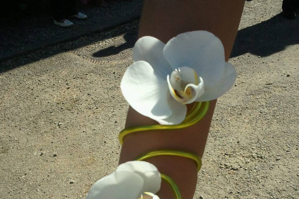 Calla très gracieux