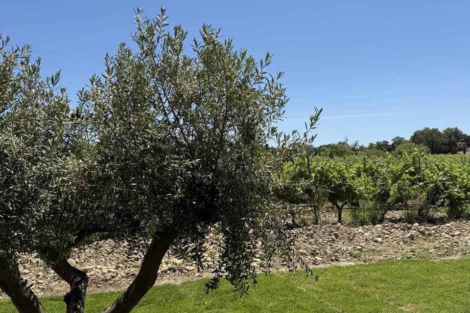 Jardin 2 vue sur vignes