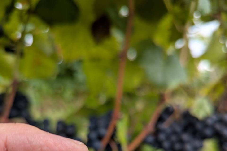 Vigne de Burosse