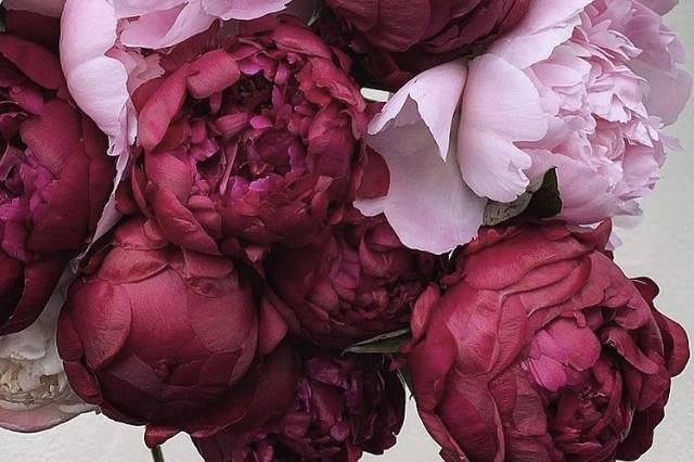 Collection pivoine