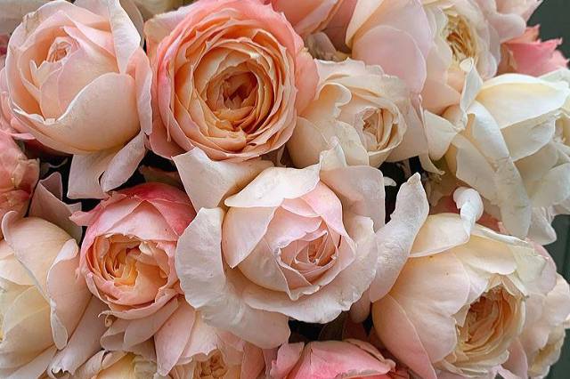 Collection rose de jardin