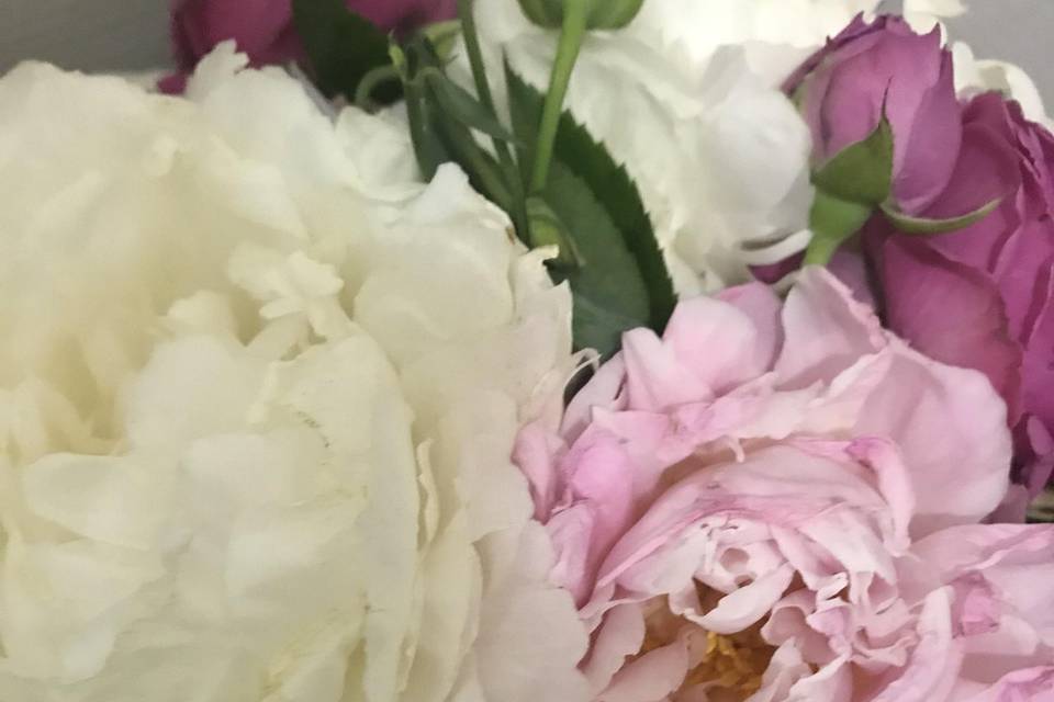 Collection pivoine