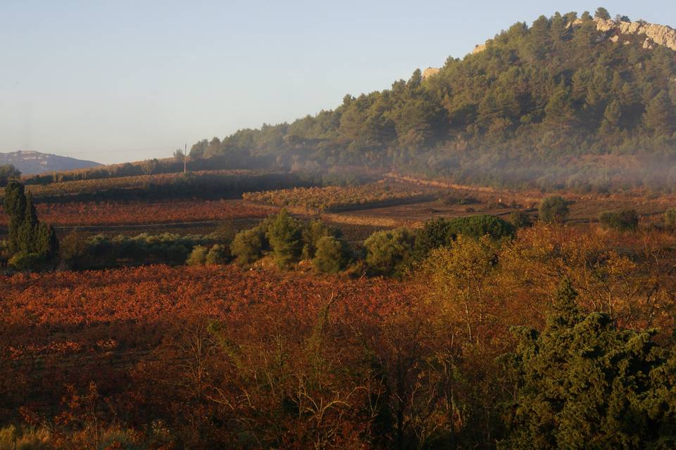 Vue de la terrasse Ouest