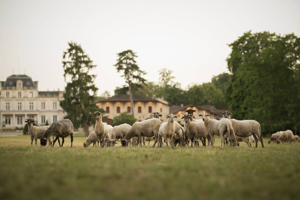 Château Giscours