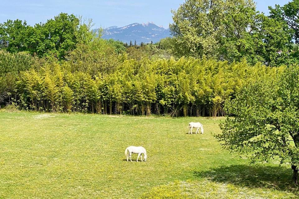 Vue de Mont Ventoux