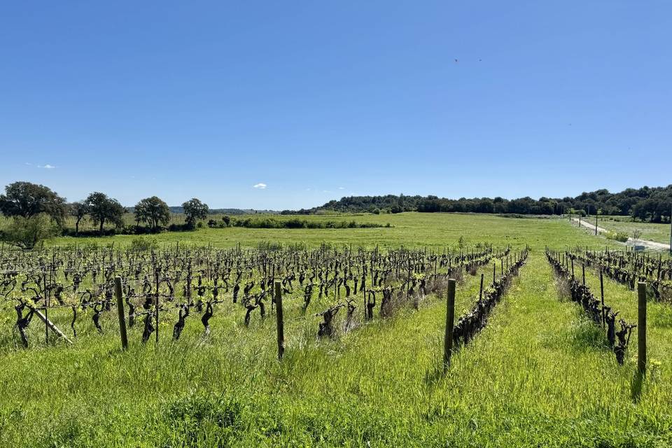 Vue sur les vignes