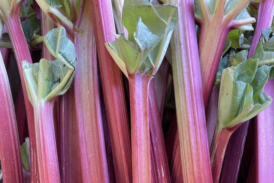 Rhubarbe du Lot et Garonne