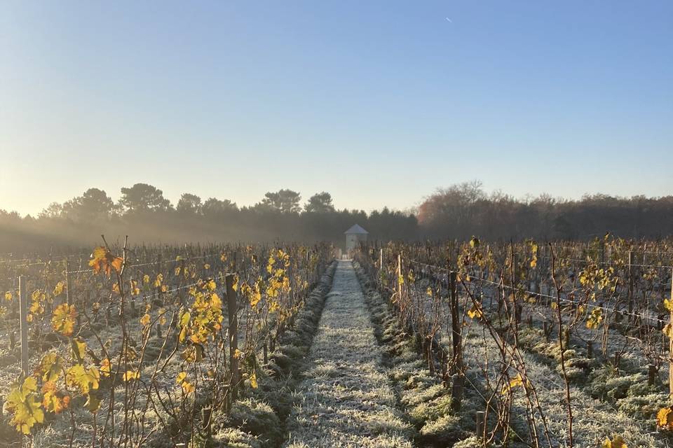 La vigne en hiver