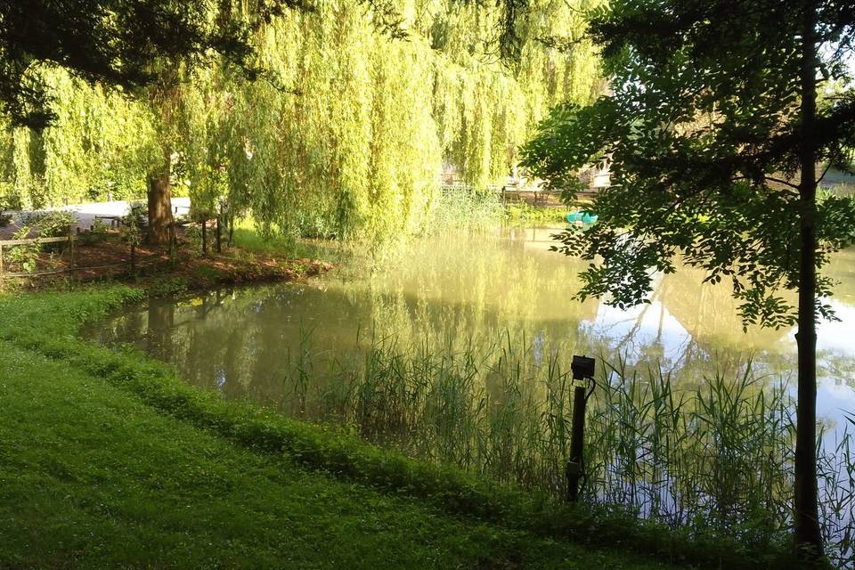 Un plan d'eau sous les saules