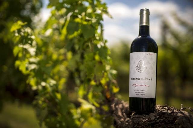 Bouteille dans les vignes