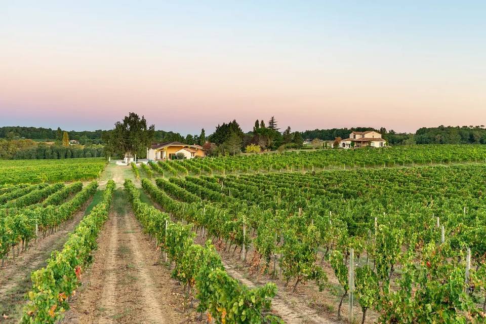 Vignoble vue
