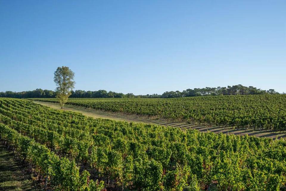 Vignoble