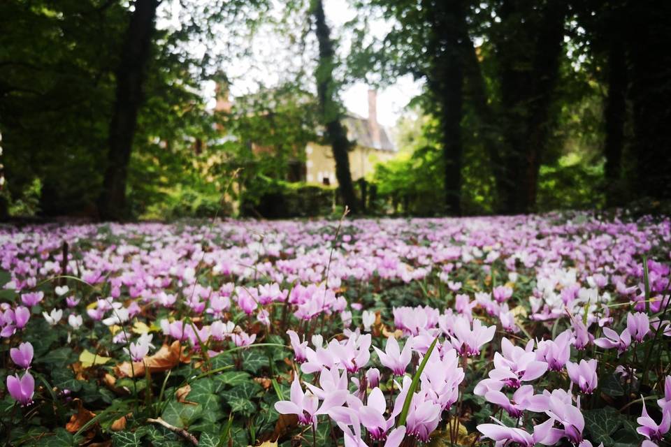 Les cyclamens