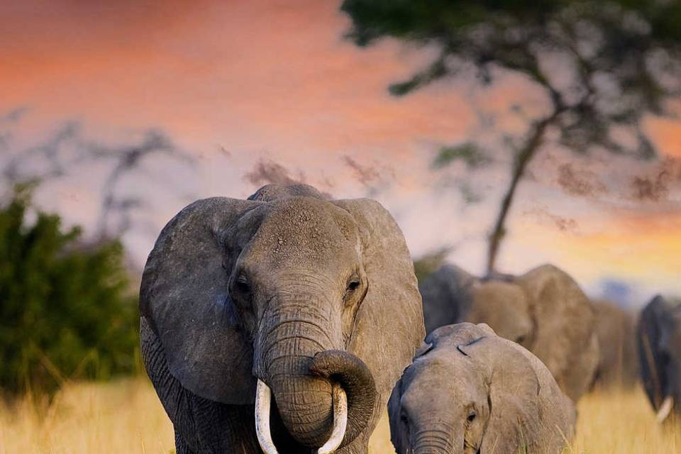 La Tanzanie