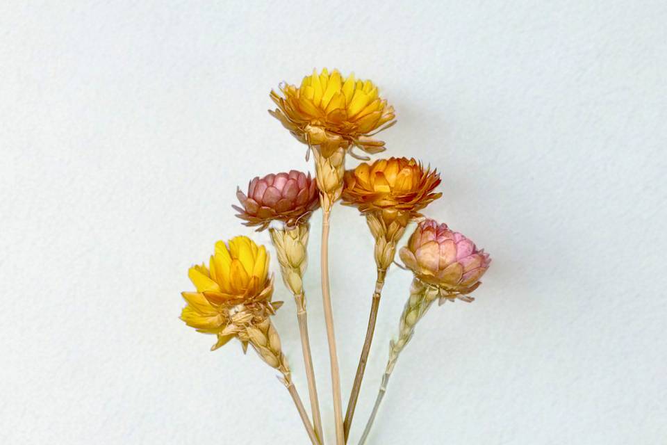 Fleurs naturelles