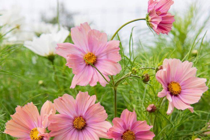 Les fleurs cultivées de saison